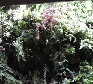 Botanischer Garten der Universität Zürich