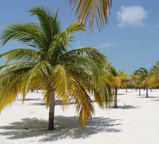 Palmen am Playa Sirena