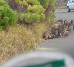 Paviane am Wegesrand 