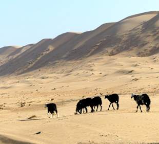 Wüstentour Wahiba Sands
