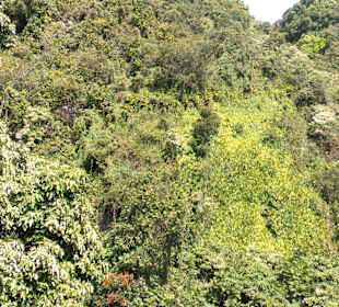 Dschungel am Steilhang der Nordküste