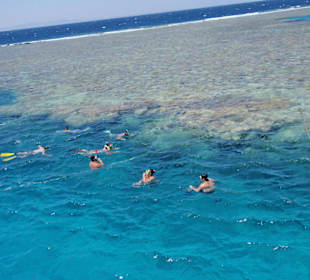 Bootsausflug Mogli Delfine und Freunde