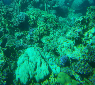 Schnorcheln Marsa Alam