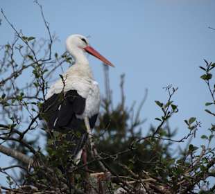 Einer der vielen Störche im Park