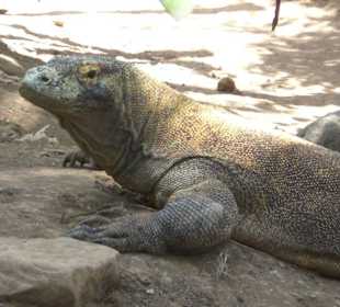 Komodo Waran