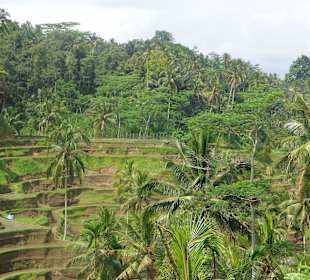 Blick auf die Terrassen