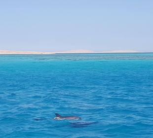 Delphine - Karibikfeeling in Hurghada