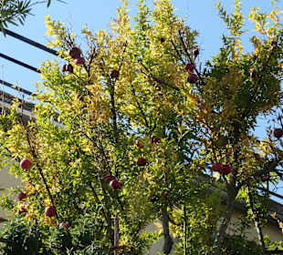 Promenaden-Bummel auf der Lungomare bei Opatija