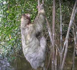 Faultier mit 3 Zehen