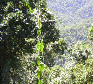 Auf dem Mamu Rainforest Walkway