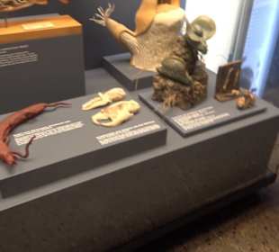 Museum der Naturkunde