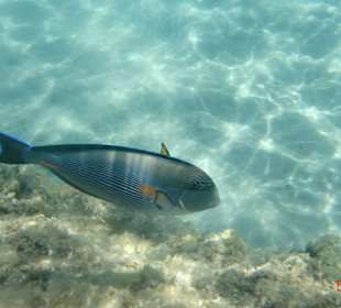 Super Fische unter Wasser