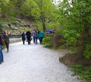 Eurasienbereich - Fischotter