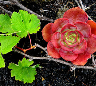 Hauswurz und Weinreben wachsen am Rand des Vulkans