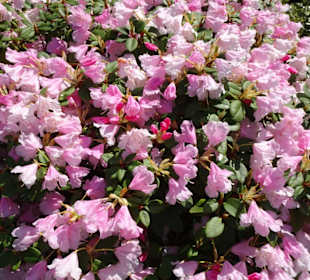 Eindrücke vom Rundgang durch den Inselwallpark