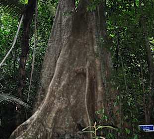 Tiger Cave Tempel (Wat Tham Sua)