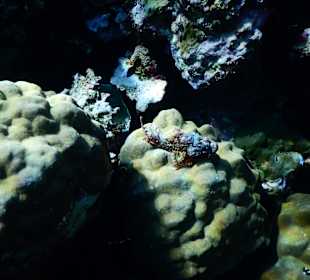 Fische