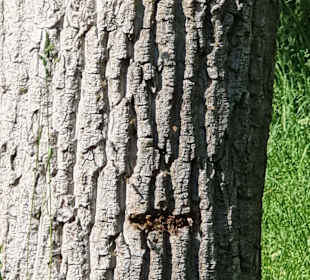 Bienenvolk im Baumstamm 