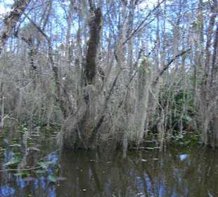 Billy Swamp 