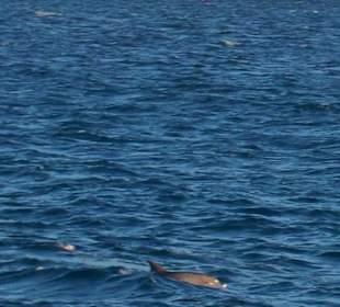 Schnorcheln und Delfine!