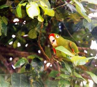 Rotstirnamazone in Cahuita