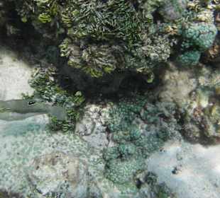 Kofferfisch/Lagunenseite