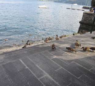 Uferpromenade Gravedona