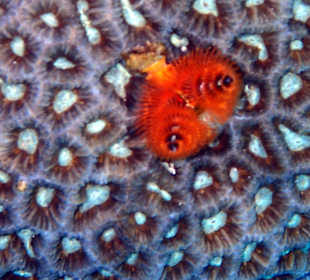 Schnorcheln Hurghada