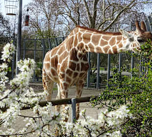 Wilhelma Stuttgart