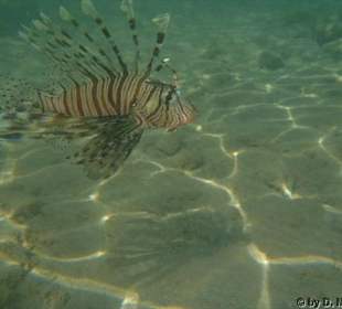 Feuerfisch bei der Jagd