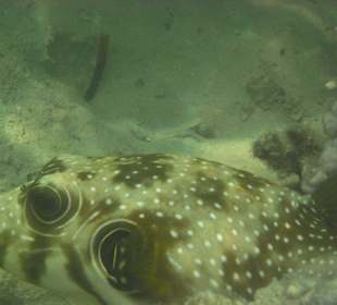 Zu sehen im beschriebenen Gebiet ca 30min0 min a