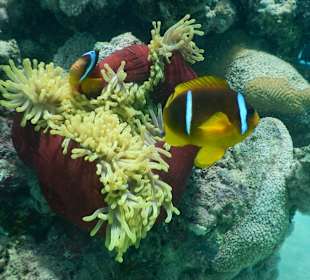 Clownfische