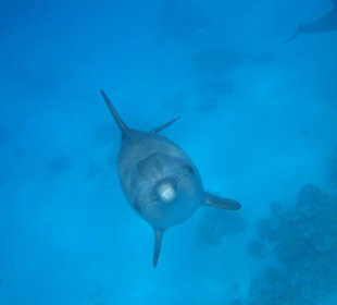 Delfinausflug mit Sim Sim