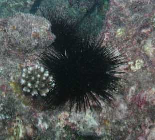 Seeigel