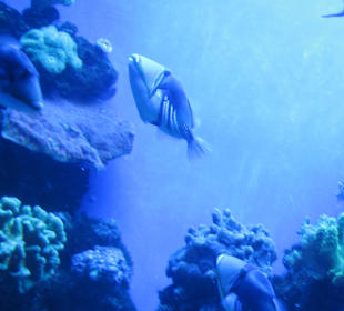 Palma Aquarium