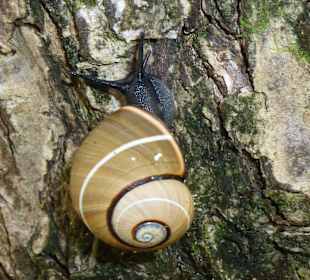 Polymita-Schnecke
