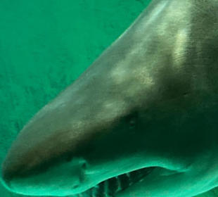 Meeresaquarium