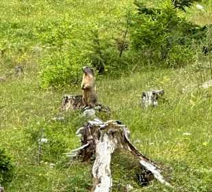 Wandern Ramsau am Dachstein