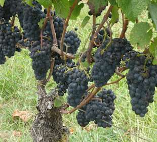 Spätburgunder-Trauben (Rotwein) bei Assmannshausen