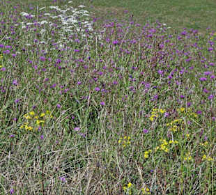 Naturwiese im Landesgartenschau-Park