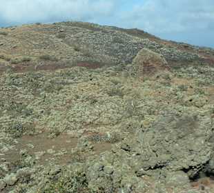 Flechten und dornige Sträucher (Aulaga Majorera) 