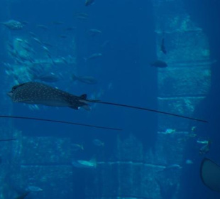 Atlantis Aquarium