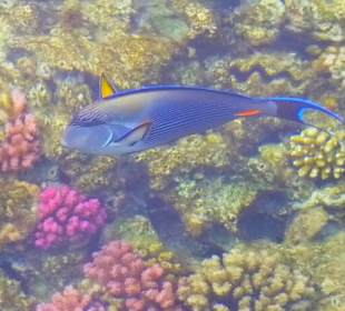 Schnorcheln Marsa Alam