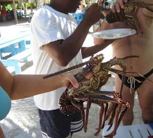 Langusten auf Saona