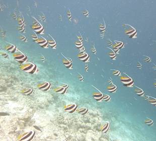 Schwarm Wimpelfische