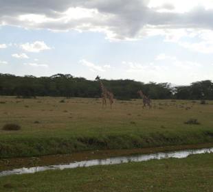 Giraffen im Naivasha-See
