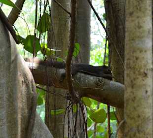 Botanischer Garten Singapur