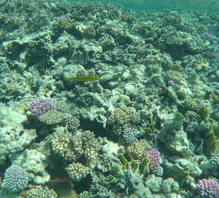 Schnorcheln Makadi Bay