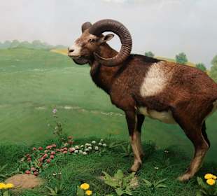 Vogel-und Jagdtierkunde