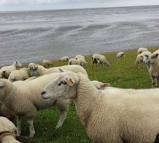 Schafe festigen den Deich